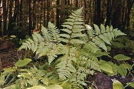 Fern Tree